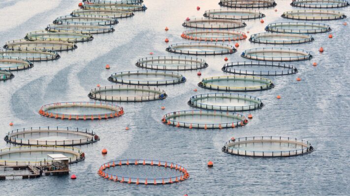 pesca