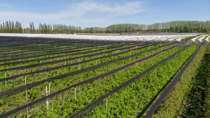 AGRICOLA