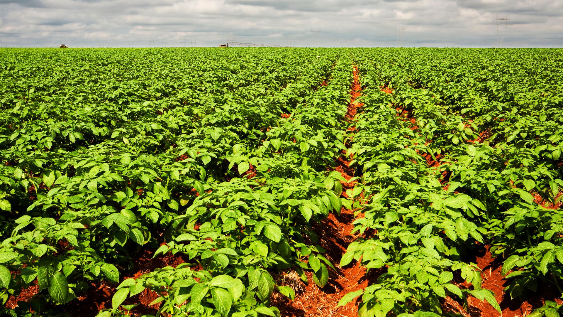 PRODUCTOS AGRÍCOLAS