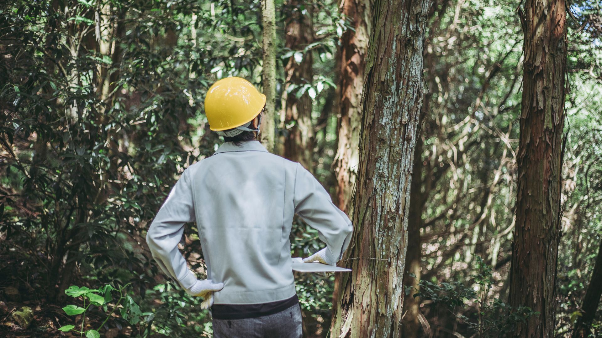 inversiones forestales